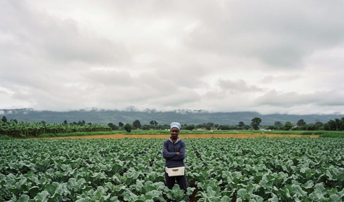 Broccoli Production: A Comprehensive Guide